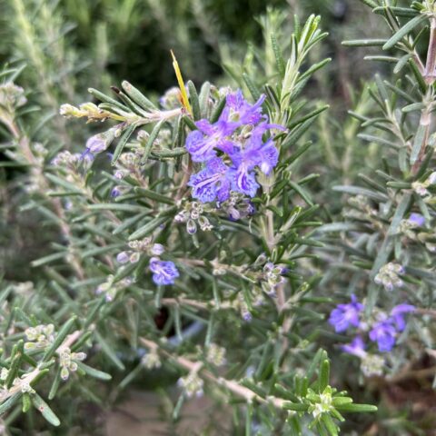 Rosmarinus officinalis "Prostratus Corsicus"
