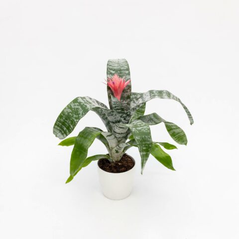 Bromelia aechmea "Primera"