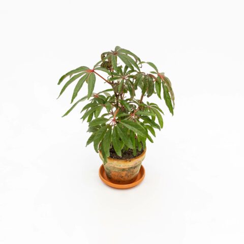 Begonia luxurians
