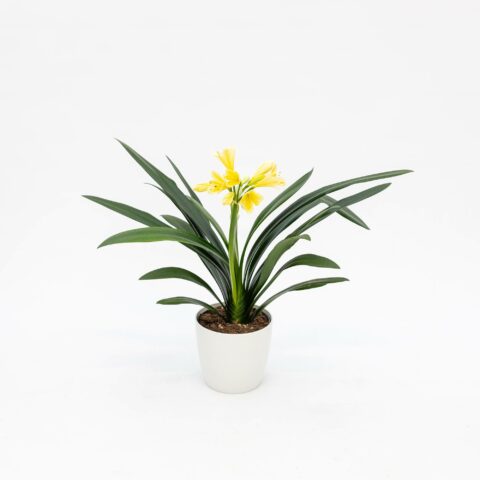 Clivia miniata var. citrina