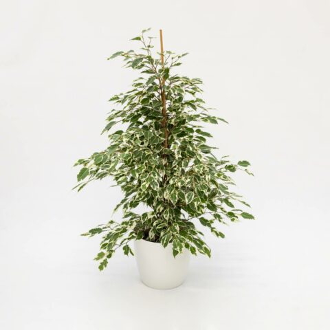 Ficus benjamina "Twilight"