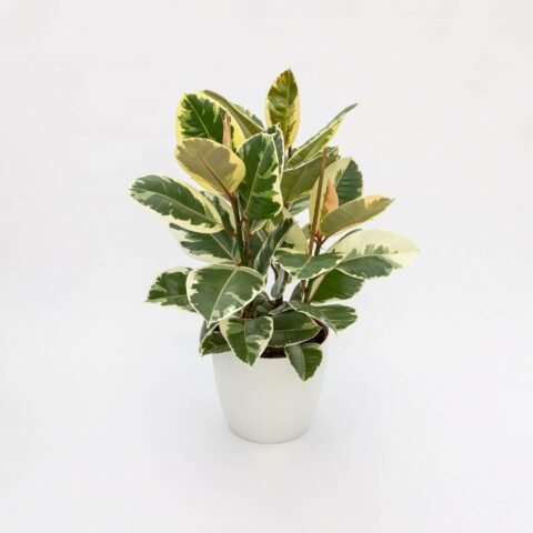 Ficus elastica "Tineke"