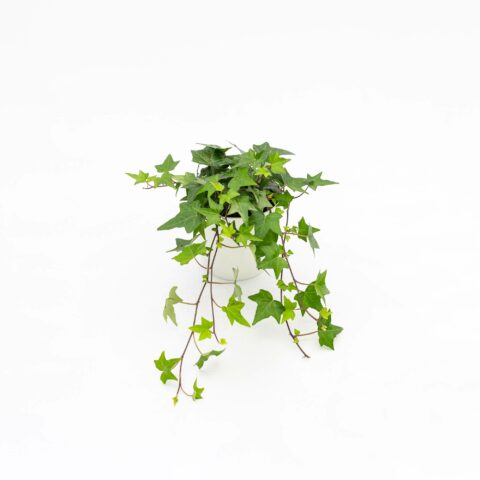 Hedera helix "Pittsburgh"
