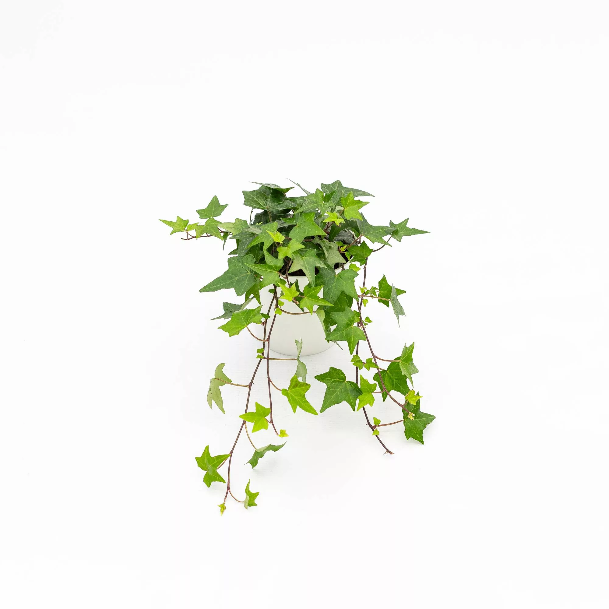 Hedera helix "Pittsburgh"