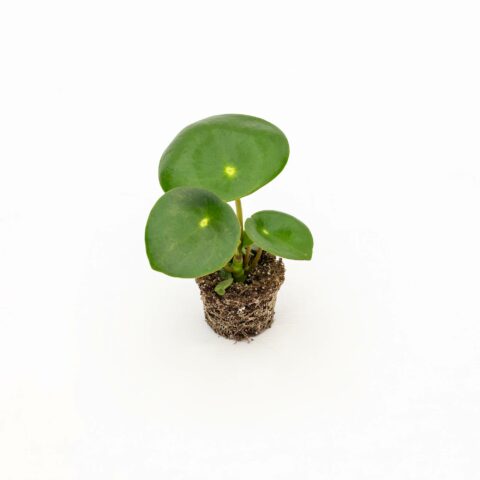 Peperomia polybotrya "Raindrop" Baby Plant