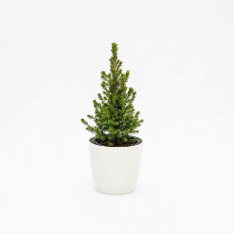 Picea glauca "Rainbows End"
