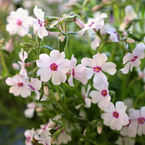 Phlox subulata "Amazing Grace"