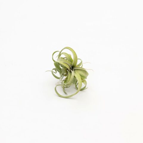 Tillandsia "Curly Slim"