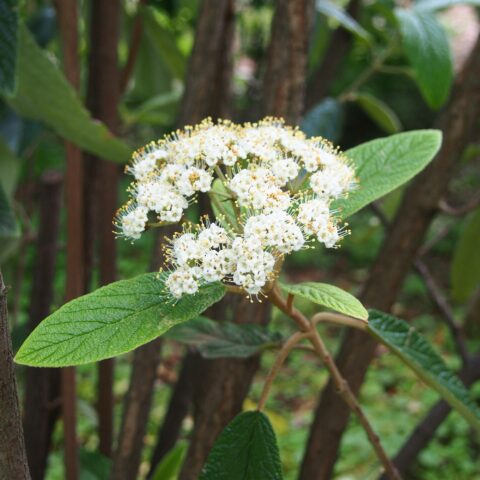 Viburnum rhytidophyllum