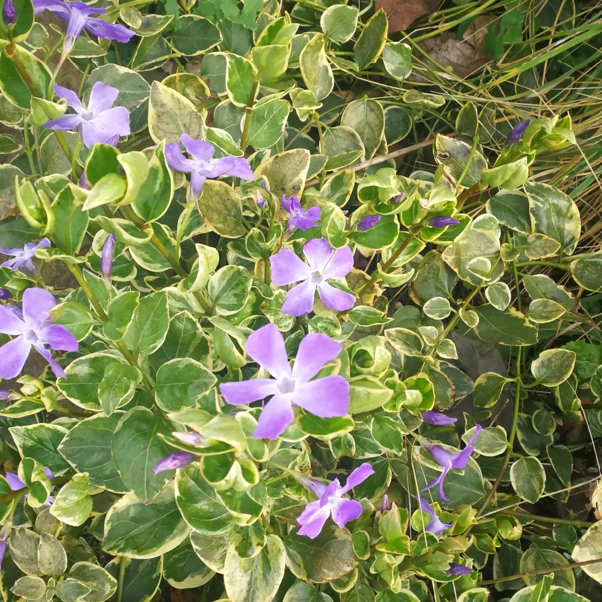 Vinca minor "Argenteovariegata"