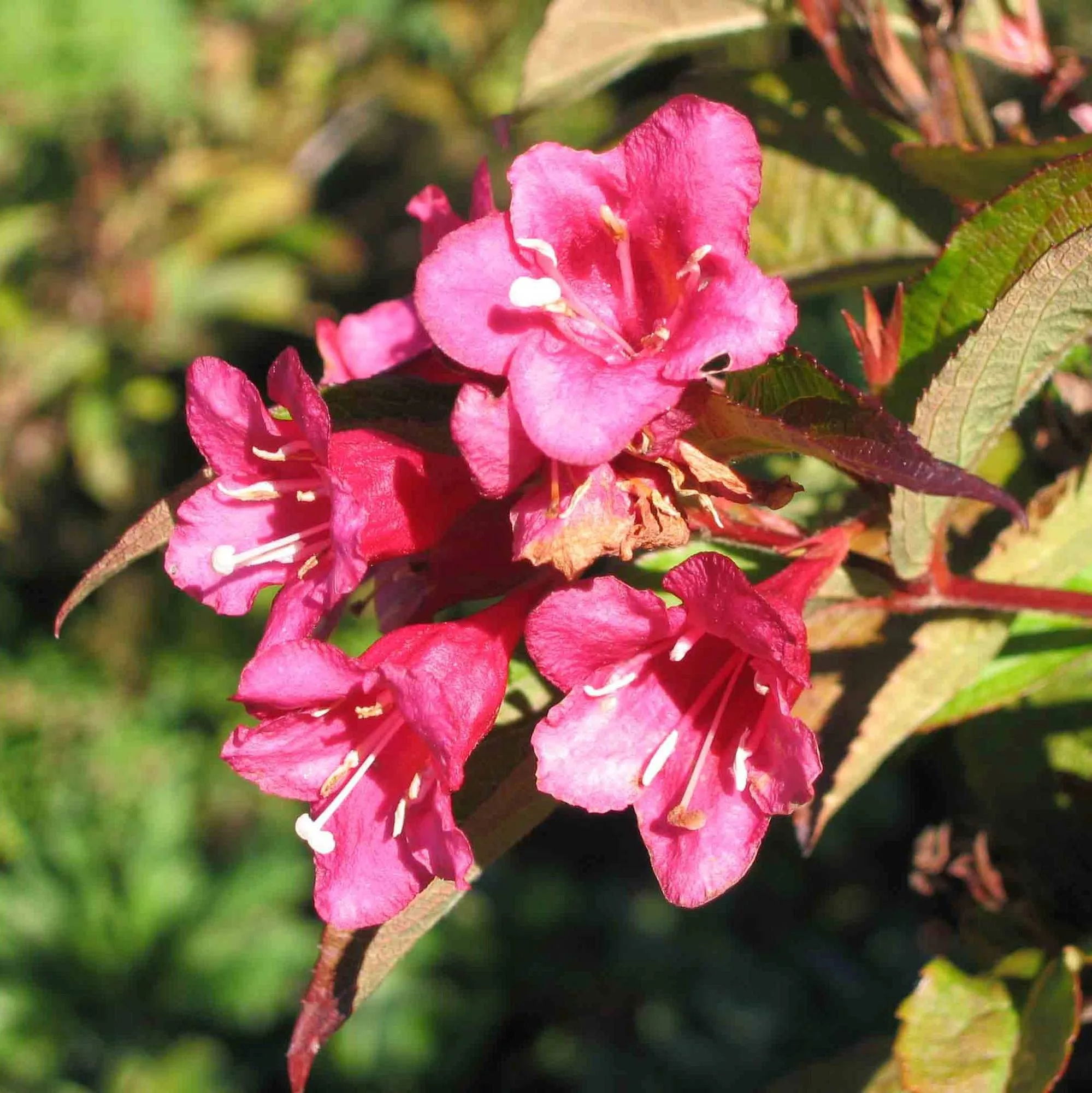 Weigela florida "Red Prince"