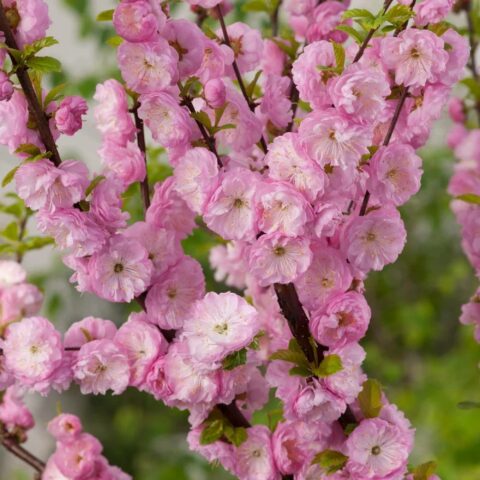 Prunus triloba "Rosenmund"