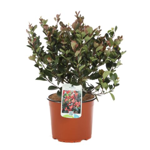 Photinia x fraseri "Little Red Robin"