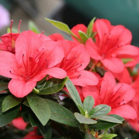 Azalea japonica "Aladdin Scout"