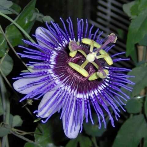 Passiflora caerulea "Purple Haze"