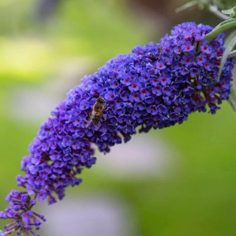 Buddleja davidii "Magda's Gold Knight"