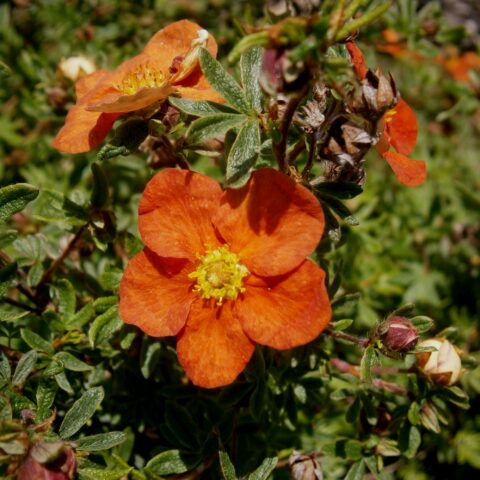 Potentilla fruticosa "Red Ace"