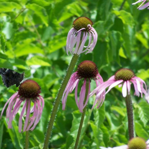 Echinacea pallida