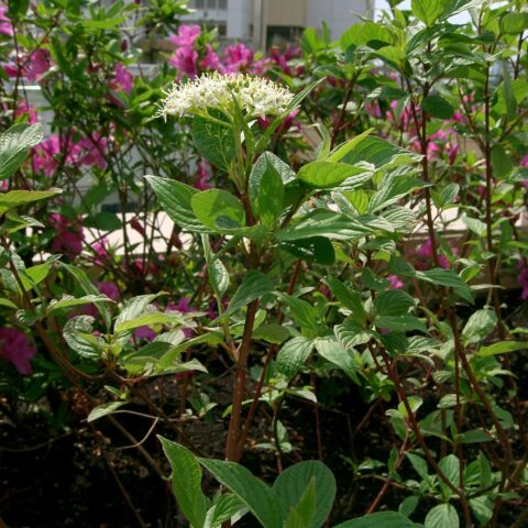 Cornus alba "Sibirica"