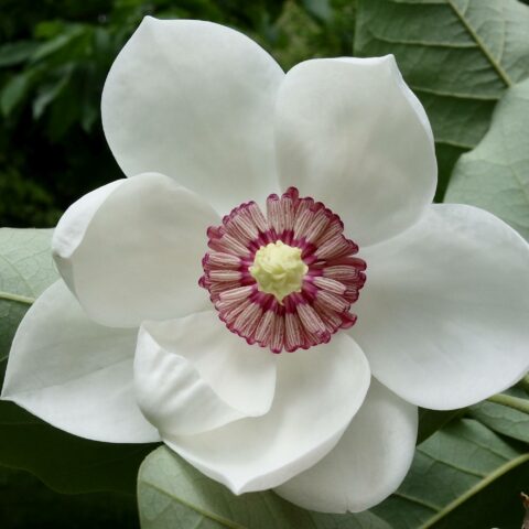 Magnolia sieboldii