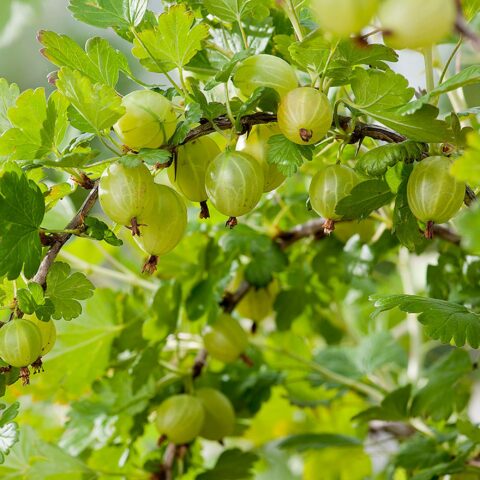 Uva spina Bianca "Hinnonmki Gul"