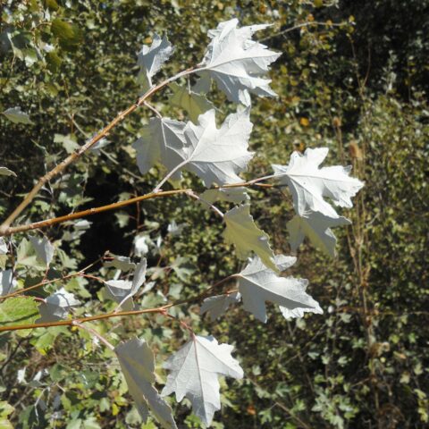 Populus alba "Pyramidalis"