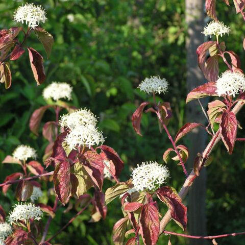 Cornus sanguinea