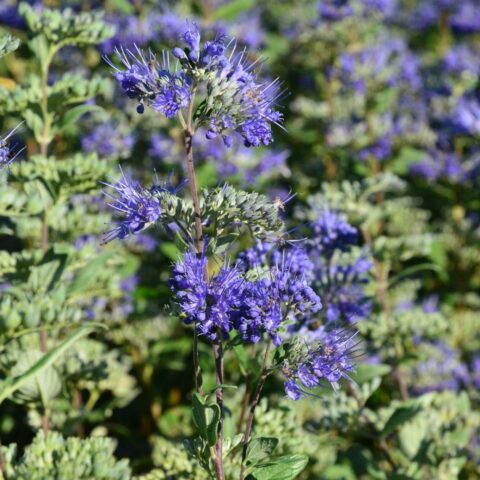 Caryopteris x clandonensis "Grand Blue"
