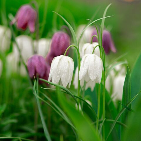Fritillaria meleagris "Alba"