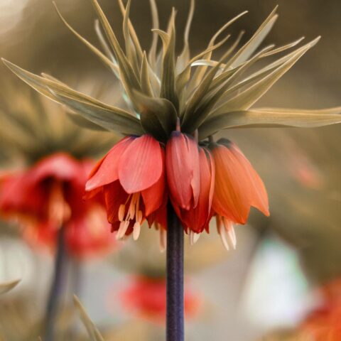 Fritillaria Imperialis Rubra - Bulbo