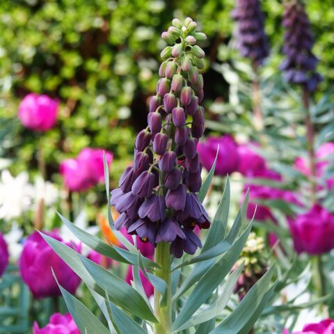 Fritillaria persica