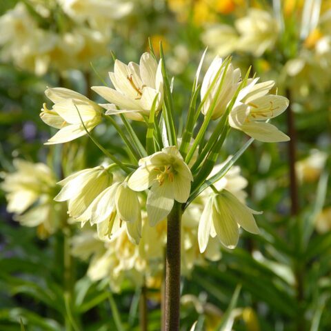 Fritillaria raddeana