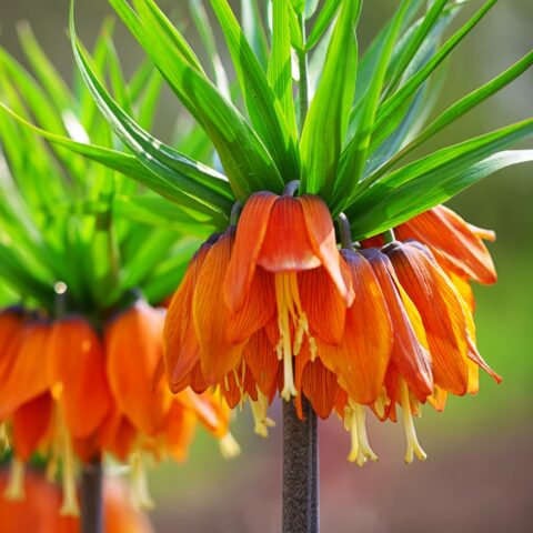 Fritillaria Imperialis Aurora - Bulbo
