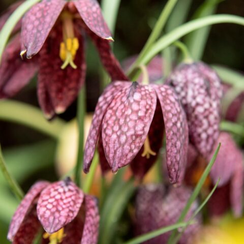 Fritillaria meleagris