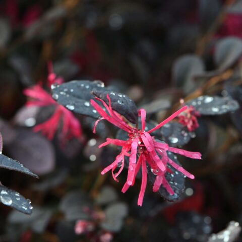 Loropetalum chinense "Black Pearl"