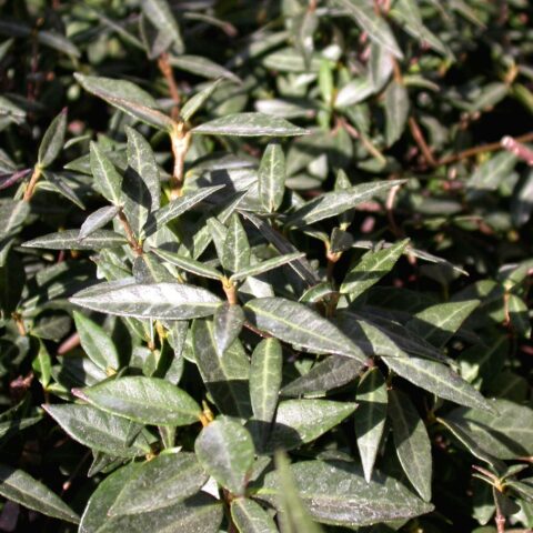 Trachelospermumasiaticum "Angustifolium"
