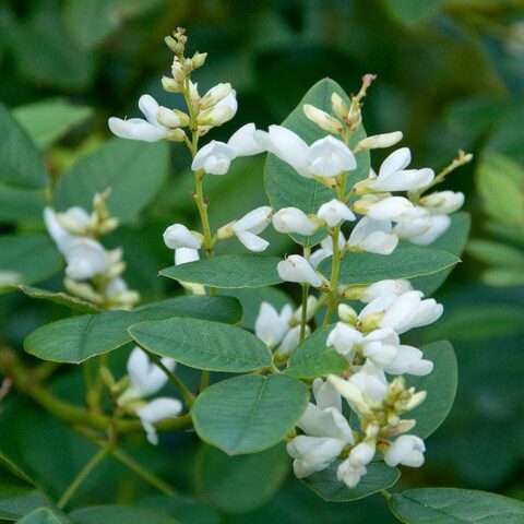 Lespedeza thunbergii "Alba"
