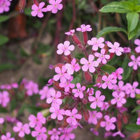 Saponaria ocymoides