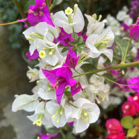 Bougainvillea glabra "Alexandra"