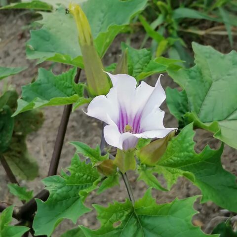 Datura stramonium