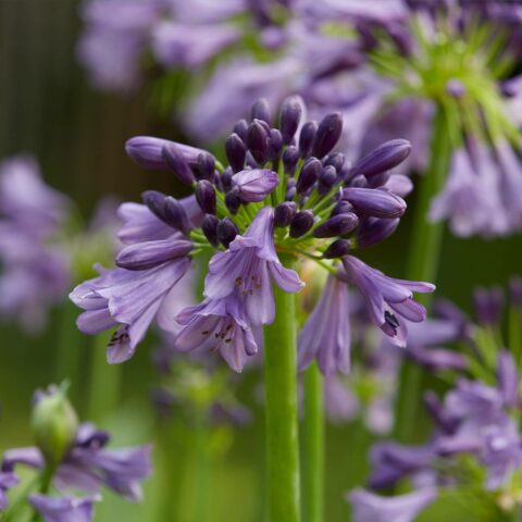 Agapanthus "Poppin Purple"