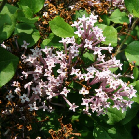 Syringa meyeri "Palibin"