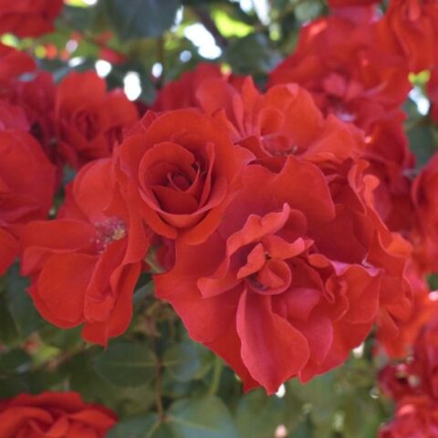 La Sevillana