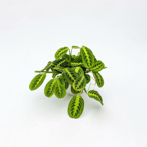 Maranta leuconeura "Lemon Lime"