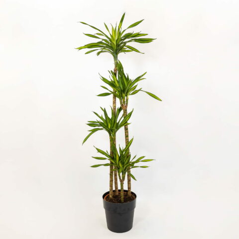Dracaena fragrans "Rikki"