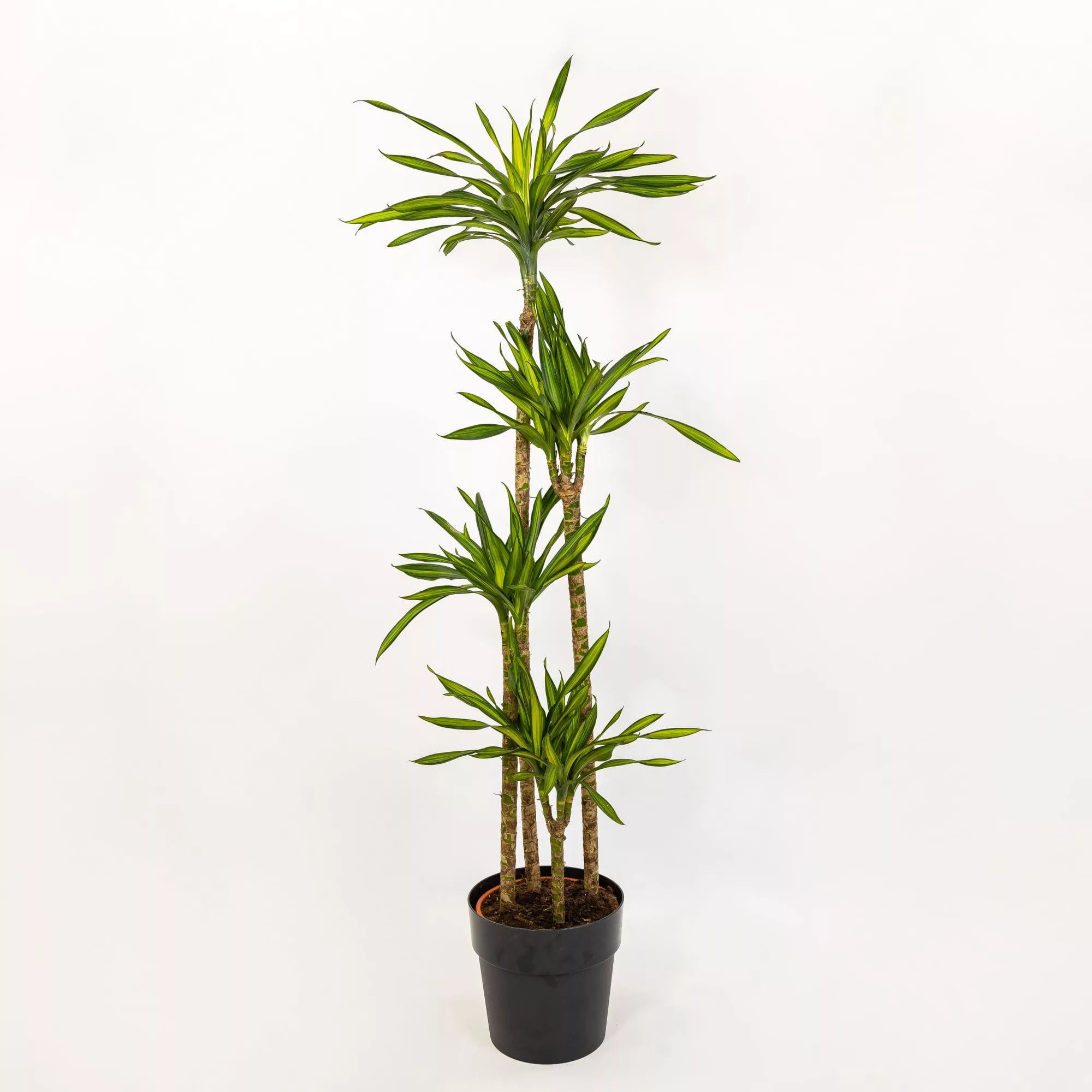 Dracaena fragrans "Rikki"