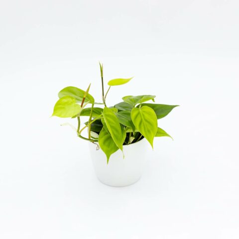 Philodendron scandens