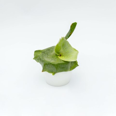 Platycerium superbum
