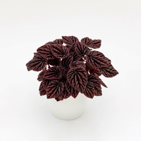 Peperomia caperata "Luna Red"