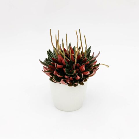 Peperomia caperata "Red"